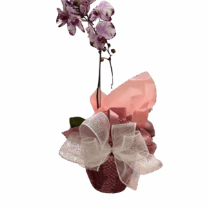 Orquídeas