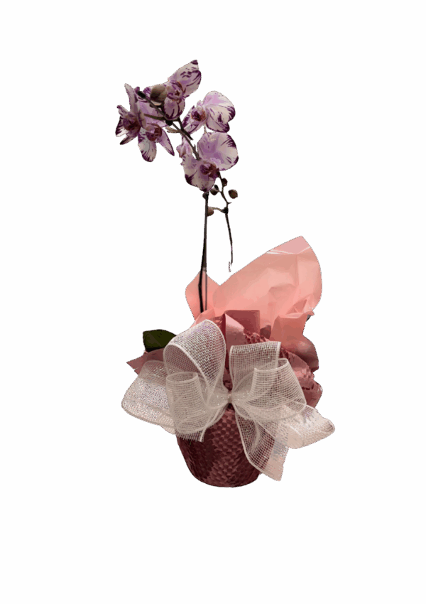 Orquídeas